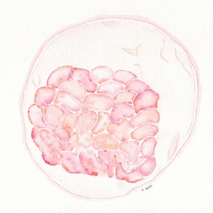 Embryo Painting
