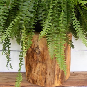 Pine Stump Stool Table Photo Prop Plant Stand 9&quot; - 10&quot; diameter