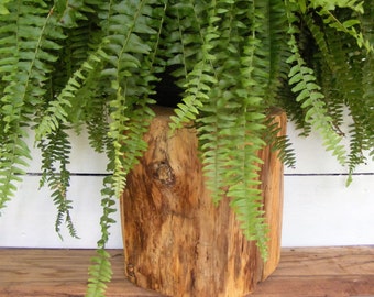 Taburete de tocón de pino para mesa, accesorio fotográfico, soporte para plantas, 23 a 25 cm de diámetro