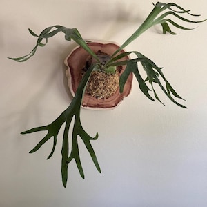 May include: A mounted staghorn fern with large, green, antler-like fronds. The plant is attached to a round, wooden plaque with a natural edge. The background is a plain, off-white wall, creating a simple, natural aesthetic.