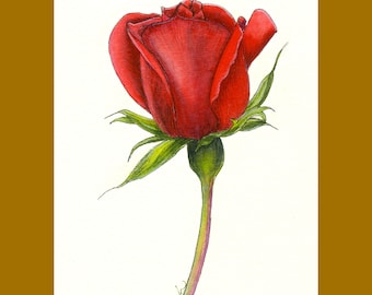 Single Red Rose PRINT from an Original Ink and Watercolour Flower Painting. Realistic Botanical Illustration, Romantic  Floral Art Gift