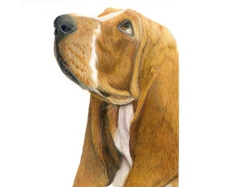 Basset Hound Looking Up in Anticipation, A Fine Art PRINT from an Original Coloured Pencil Drawing, For Basset Lovers, Adults and Kids Alike