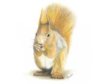 Red Squirrel Original Coloured Pencil Drawing, Not a Print. Hand Drawn Endangered Wildlife Wall Art, New Home Decor Gift, for Animal Lovers