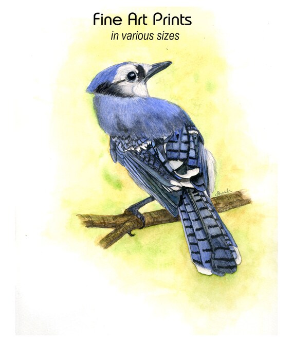 Blue Jay Art Print From An Original Watercolour Painting Etsy Blue Jay Art Print From An Original Watercolour Painting Etsy