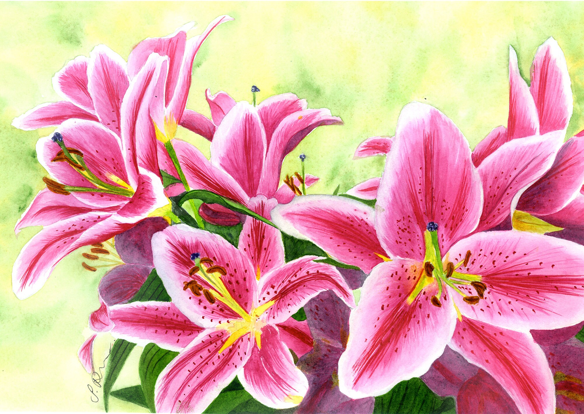 Stargazer Lilies A Fine Art PRINT From an Original Etsy UK