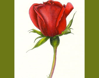 Single Red Rose Original Ink and Watercolour Flower Painting, NOT A PRINT. Realistic Botanical Illustration,  Mounted Ready to Frame.