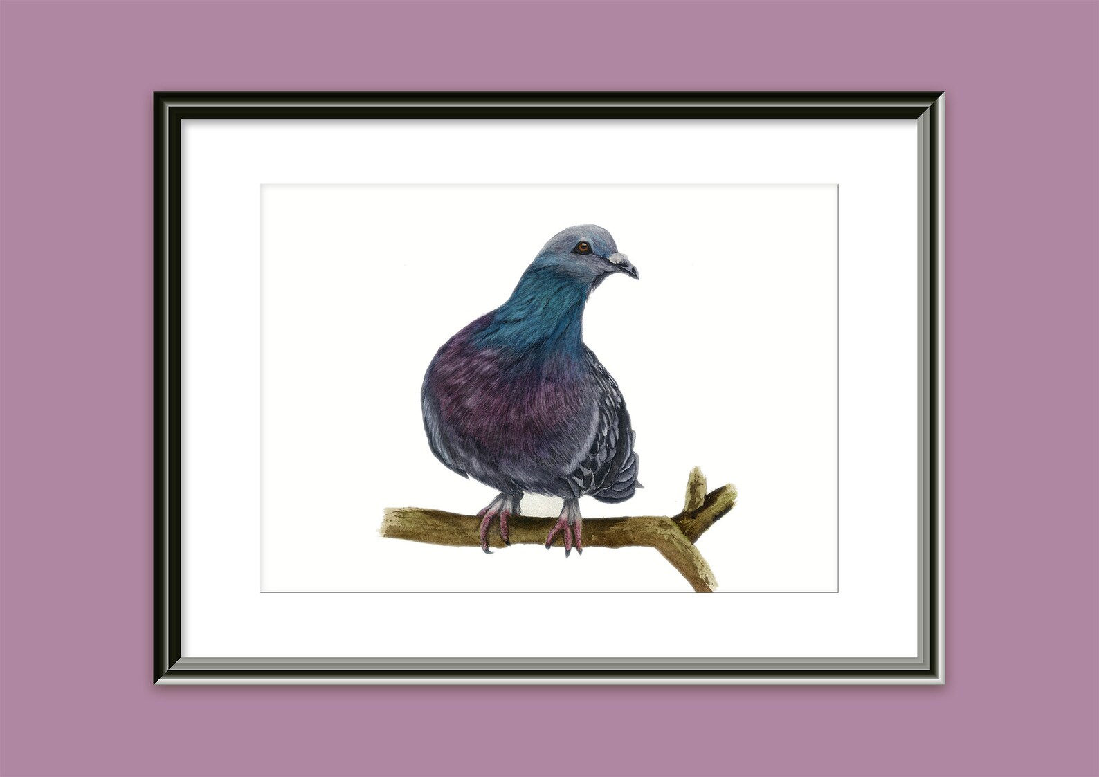 Racing Pigeon, Print, From My Own Original Watercolour Painting, Homing