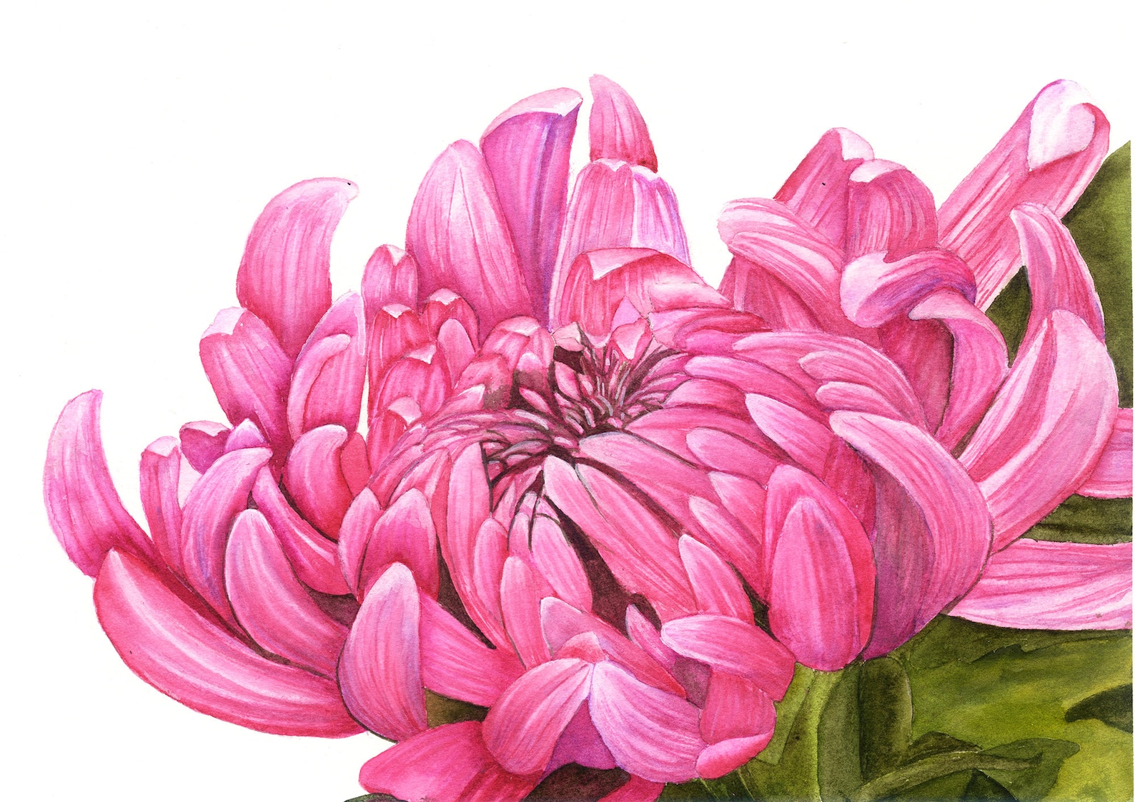 Chrysanthemum Flower Art