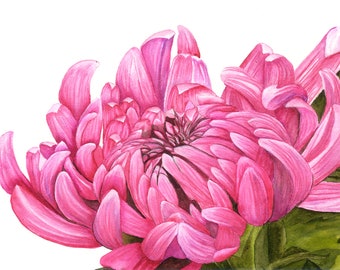 Chrysanthemum  Flower, A Fine Art PRINT from an Original Watercolour Painting, Botanical Print, Floral Art Print, Botanical Illustration,
