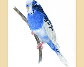 Blue Budgie, Budgerigar, Watercolour Fine Art PRINT from an Original Watercolour Painting, Pet Portrait, Realistic Parakeet, Parrot Painting