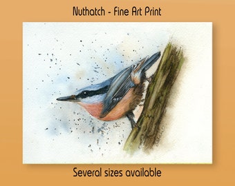 Nuthatch, Print from an Original Watercolour Painting, Fine Art, Garden Bird Print, British Bird Print, Bird Illustration, Realistic Art