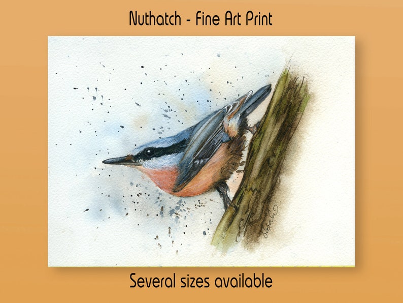 Nuthatch, Print from an Original Watercolour Painting, Fine Art, Garden Bird Print, British Bird Print, Bird Illustration, Realistic Art image 1