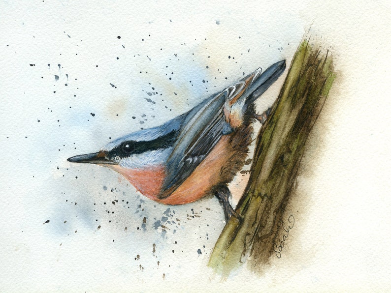 Nuthatch, Print from an Original Watercolour Painting, Fine Art, Garden Bird Print, British Bird Print, Bird Illustration, Realistic Art image 2