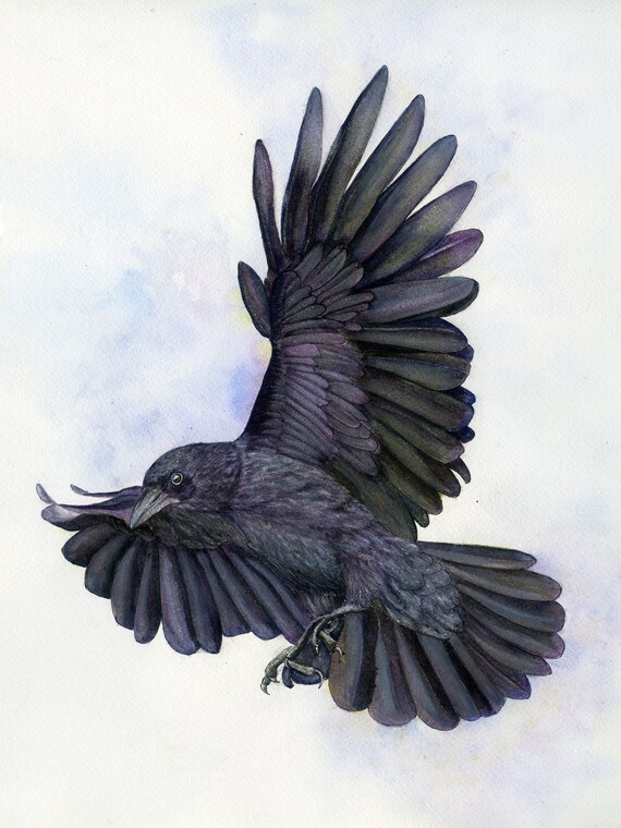 Raven in Flight Painting an ORIGINAL Watercolour Corvus Corax