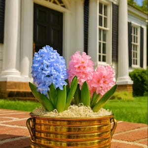 May include: A brass planter filled with blue and pink hyacinth flowers. The planter has a ribbed design and two small handles. The flowers are in full bloom, with green leaves. The planter sits on a brick surface.