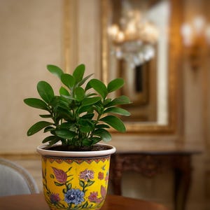 Könnte beinhalten: Eine Topfpflanze mit leuchtend grünen Blättern in einem gelben Keramiktopf, verziert mit Blumenmustern in Blau, Lila und Rosa. Der Topf steht auf einem dunklen Holztisch, mit einem verschwommenen Hintergrund mit Spiegel und Kronleuchter.