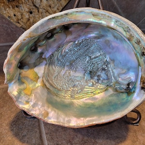 Very Large Beautiful Abalone Shell 8.5"Lx7"W x3.5, Unpolished Bottom, Gorgeous Turquoise Coloring Vintage over 20 years old, Great Condition