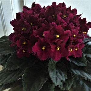 Optimara "North Carolina II " African Violet /Vintage/fresh cut leaf