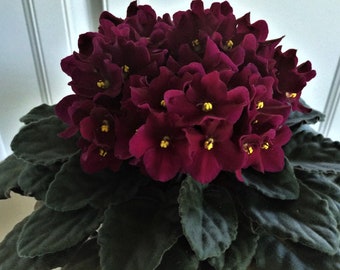 Optimara "North Carolina II " African Violet /Vintage/fresh cut leaf