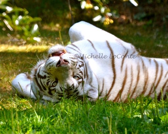 Matted 8 x 10 photo- White Tiger shown