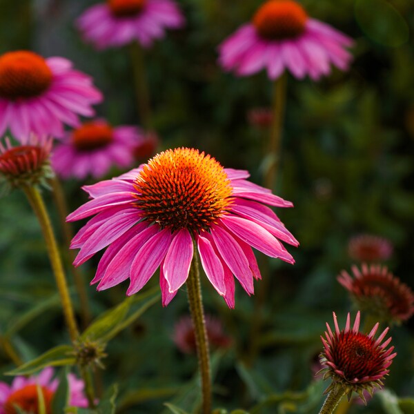 Echinacea, Purple Coneflower