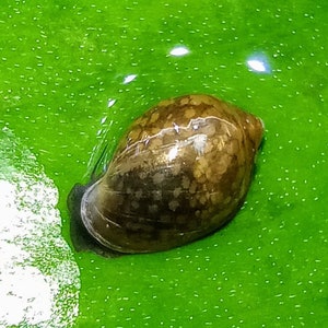 Snail, Bladder