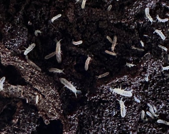 Springtails, Temperate White