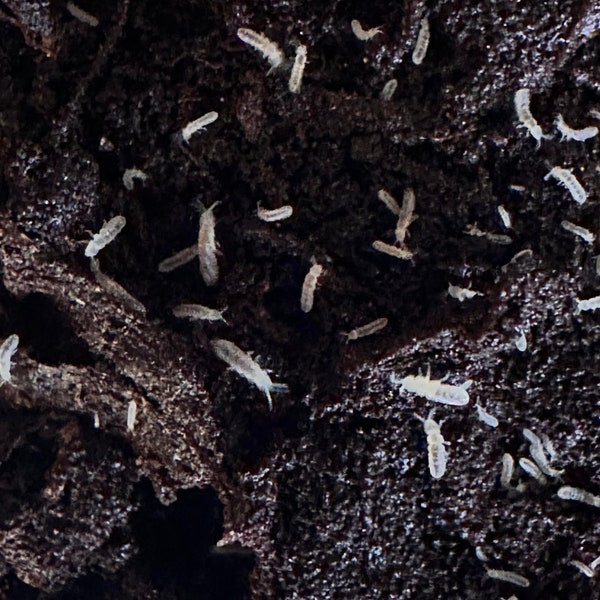 Springtails, Temperate White