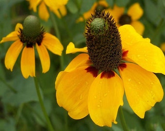 Coneflower, Clasping