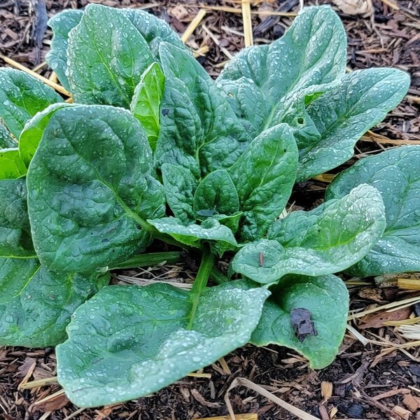 Spinach, Noble Giant