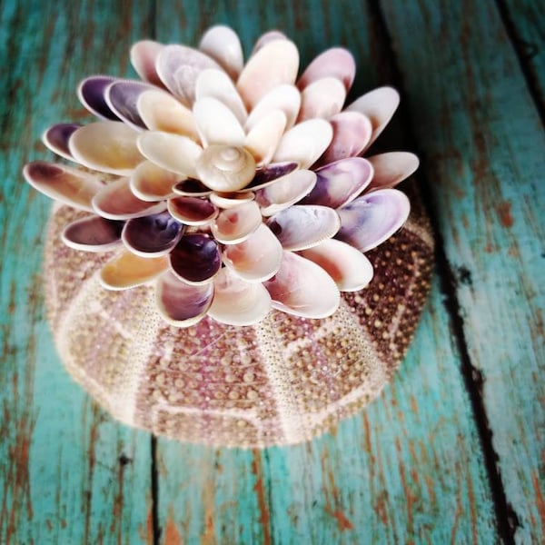 Large Seashell Centerpiece Etsy
