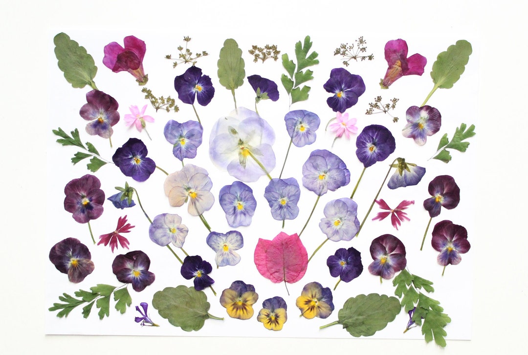 50pc Edible Dry Flowers for Cake Decoration Edible Flower Etsy