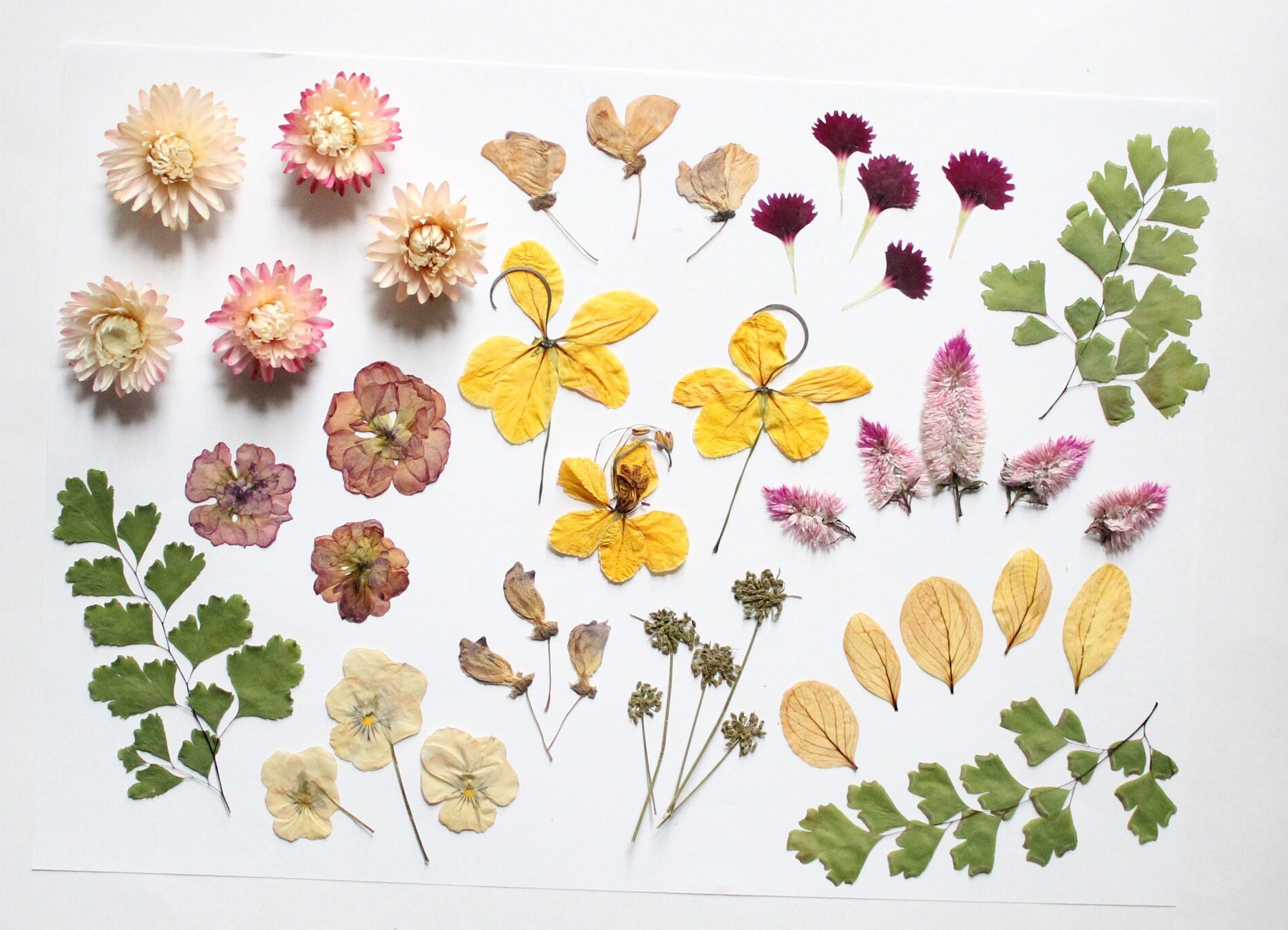 43pc Mixed Edibles Flowers Edibles Cake Topper Dried Etsy Australia