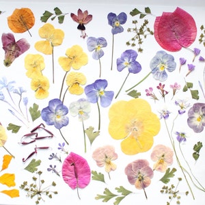 May include: A display of pressed flowers and leaves in shades of yellow, purple, pink, and orange, set against a white backdrop. The arrangement includes pansies, small flowers, and green foliage, offering a natural, botanical aesthetic.