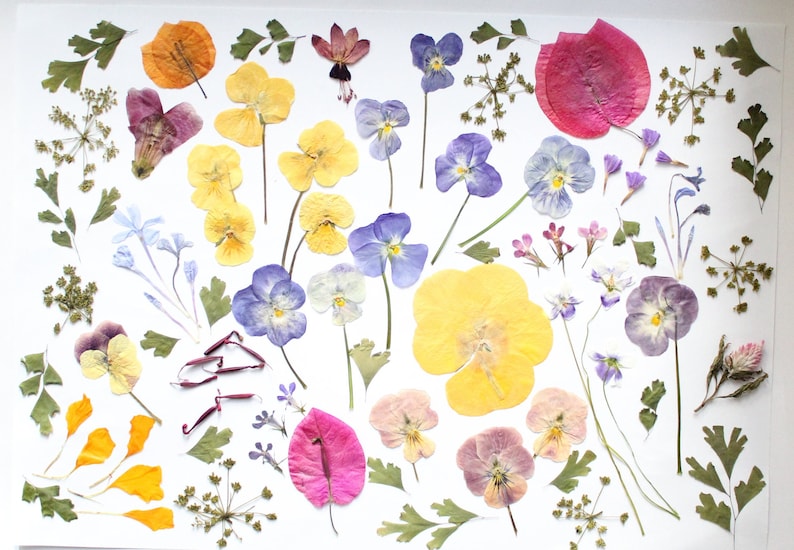 May include: A display of pressed flowers and leaves in shades of yellow, purple, pink, and orange, set against a white backdrop. The arrangement includes pansies, small flowers, and green foliage, offering a natural, botanical aesthetic.