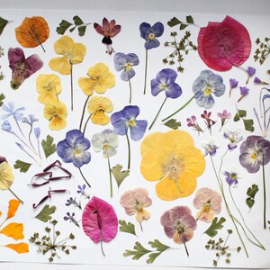 May include: A display of pressed flowers and leaves in shades of yellow, purple, pink, and orange, set against a white backdrop. The arrangement includes pansies, small flowers, and diverse leaf forms.