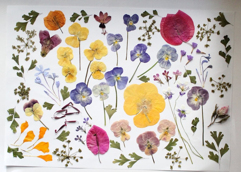 May include: A display of pressed flowers and leaves in shades of yellow, purple, pink, and orange, set against a white backdrop. The arrangement includes pansies, small flowers, and diverse leaf forms.