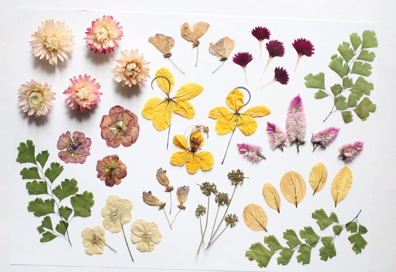 43pc Mixed Edibles Flowers Edibles Cake Topper Dried Etsy Australia