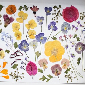 May include: A display of pressed flowers and leaves in shades of yellow, purple, orange, and pink, set against a white backdrop. The arrangement includes pansies, other flowers, and foliage, forming a natural and artistic composition.