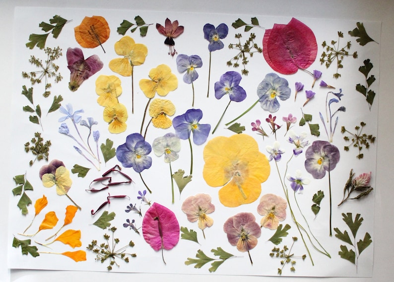 May include: A display of pressed flowers and leaves in shades of yellow, purple, orange, and pink, set against a white backdrop. The arrangement includes pansies, other flowers, and foliage, forming a natural and artistic composition.