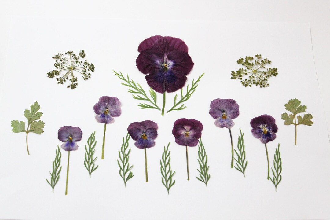 20pc Edible Pressed Flowers Mixed Dried Flowers for Wedding Etsy