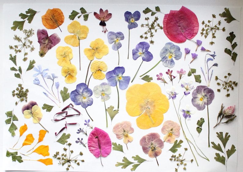 May include: A collection of dried flowers and leaves in shades of yellow, purple, pink, and orange, arranged on a white surface. The display includes pansies, leaves, and other botanical elements, creating a natural and artistic arrangement.