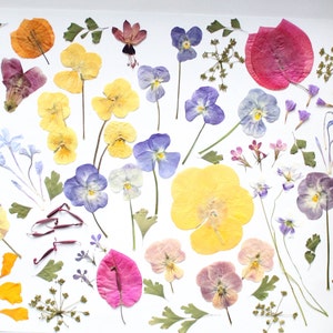 May include: A display of pressed flowers and foliage, showcasing a variety of colours such as yellow, purple, pink, and green, set against a white backdrop. The arrangement includes pansies, leaves, and other delicate floral components, suitable for crafts or decorative uses.