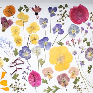 May include: A selection of pressed flowers and leaves in shades of yellow, purple, pink, and orange, displayed on a white surface. The arrangement includes pansies, small flowers, and green foliage, creating a natural, botanical theme.