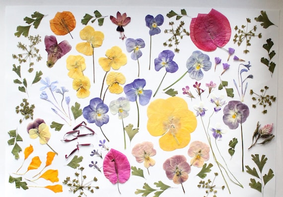 80+pc Edible Dry Pressed Flowers, Mixed Dried Flowers, Wedding Cake Flowers, Country Garden, Wedding Decoration, Muffin Cake Topper,DIY Gift