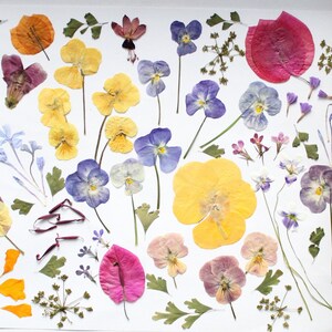 May include: A display of pressed flowers and leaves, featuring pansies in shades of yellow, purple, and white, alongside other colourful blooms and foliage. The arrangement is laid out on a white background, highlighting the natural beauty of the dried botanicals.