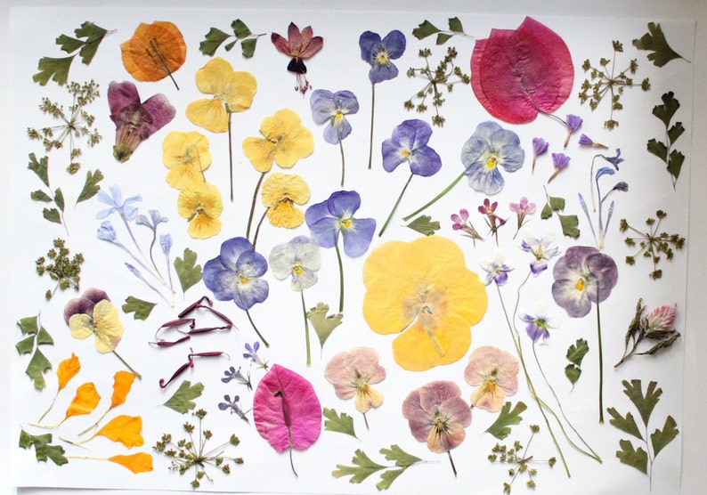 May include: A display of pressed flowers and leaves, featuring pansies in shades of yellow, purple, and white, alongside other colourful blooms and foliage. The arrangement is laid out on a white background, highlighting the natural beauty of the dried botanicals.