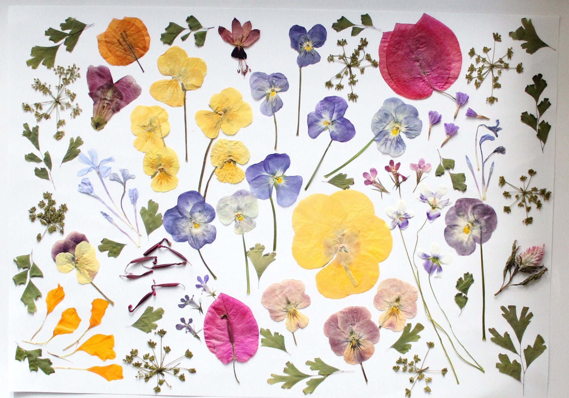 80pc Edible Pressed Flowers Mixed Dried Flowers Wedding Cake Etsy Canada