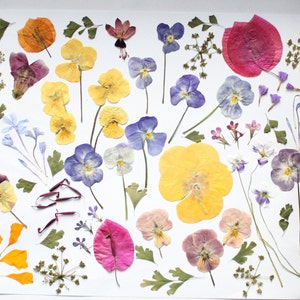May include: A display of pressed flowers and leaves in shades of yellow, purple, pink, and orange, set against a white backdrop. The arrangement includes pansies, foliage, and other botanical specimens, suitable for crafts or decorative use.