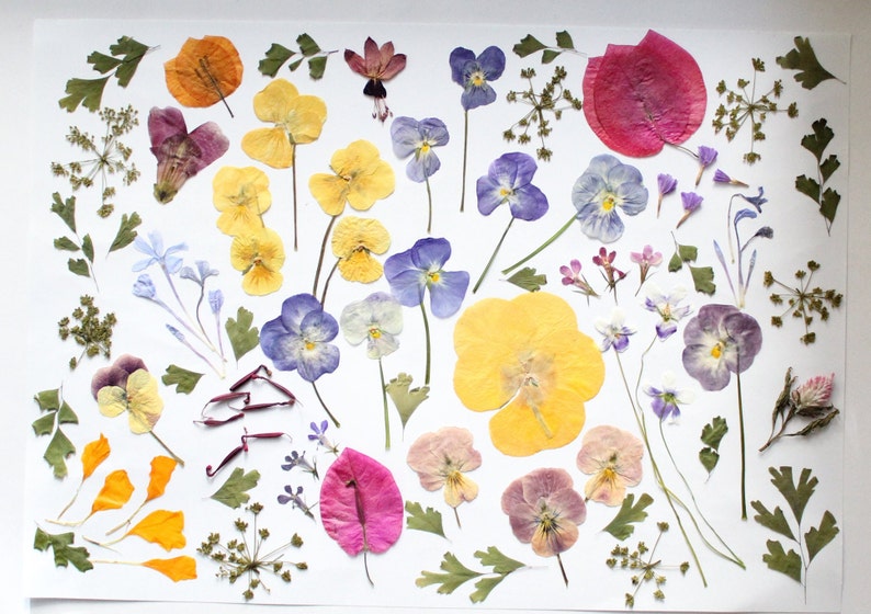 May include: A display of pressed flowers and leaves in shades of yellow, purple, pink, and orange, set against a white backdrop. The arrangement includes pansies, foliage, and other botanical specimens, suitable for crafts or decorative use.